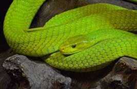 Otrovna zmija pobegla od vlasnika u Holandiji