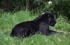 Poljoprivrednik iz Apatina tvrdi da je video crnog pantera, nije ga odmah prijavio zbog ismevanja