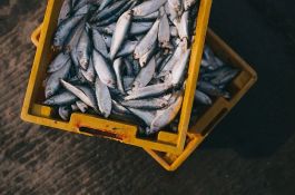 Zbog pandemije znatno opala potražnja za ribom u Srbiji