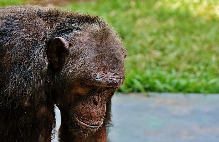 VIDEO: Ljubomorni majmun pretukao čuvara zoo vrta