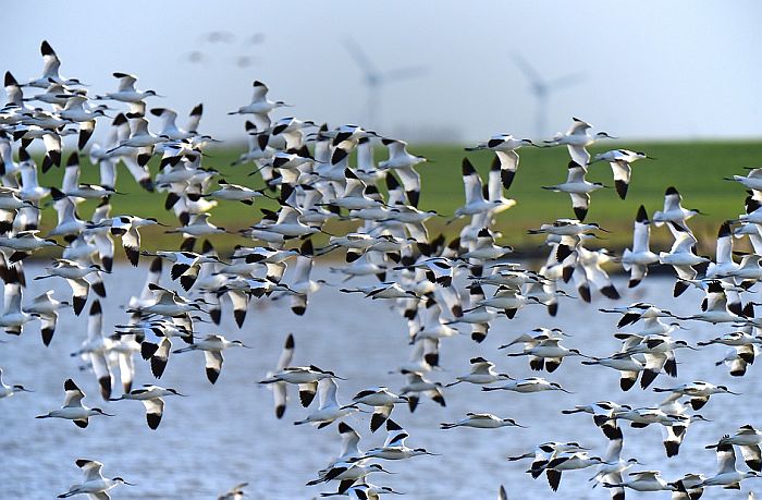 Ptice zbog klimatskih promena sve manje