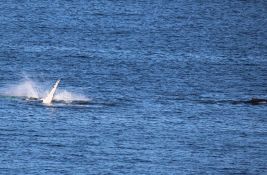 Završena sezona lova na kitove na Islandu: Ove godine ubijeno 24 kita