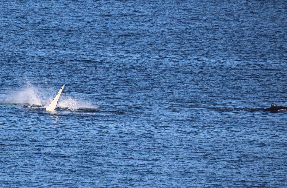 Završena sezona lova na kitove na Islandu: Ove godine ubijeno 24 kita