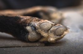 Peticija za doslednu primenu zakona o dobrobiti životinja: Novosađani je potpisuju na pet lokacija