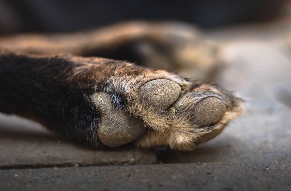 Peticija za doslednu primenu zakona o dobrobiti životinja: Novosađani je potpisuju na pet lokacija