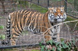Izvršen vanredni inspekcijski nadzor Zoo vrta Palić: 