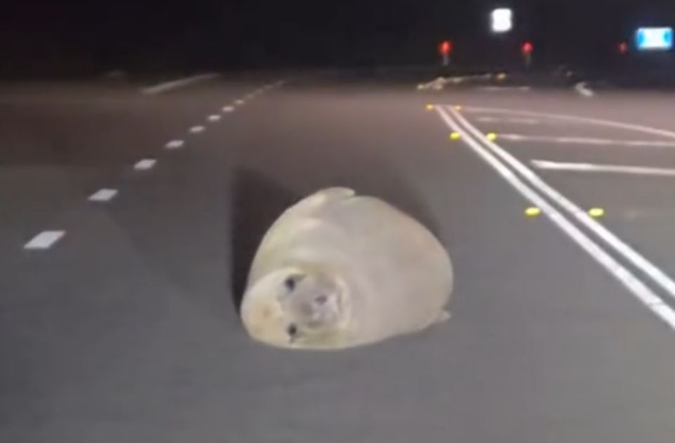 VIDEO: Foka slon zaspala nasred puta i blokirala saobraćaj u Australiji