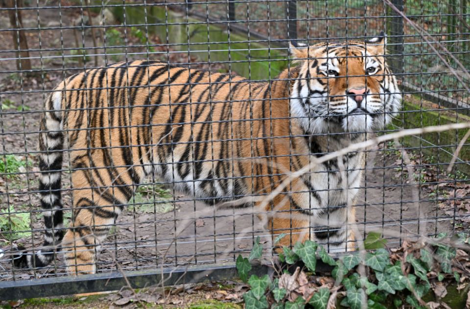 Izvršen vanredni inspekcijski nadzor Zoo vrta Palić: "Nije utvrđeno zanemarivanje životinja"