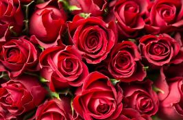 Ukupan izvoz ruža iz Srbije prošle godine tri miliona evra, najviše uvezeno iz Holandije