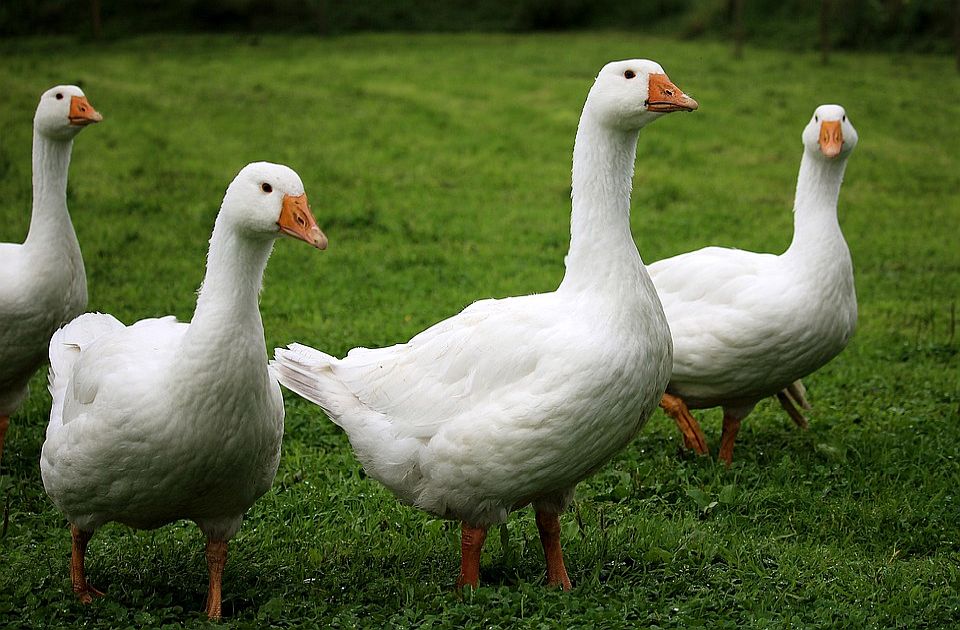 Ptičiji grip otkriven na farmi gusaka na jugoistoku Mađarske
