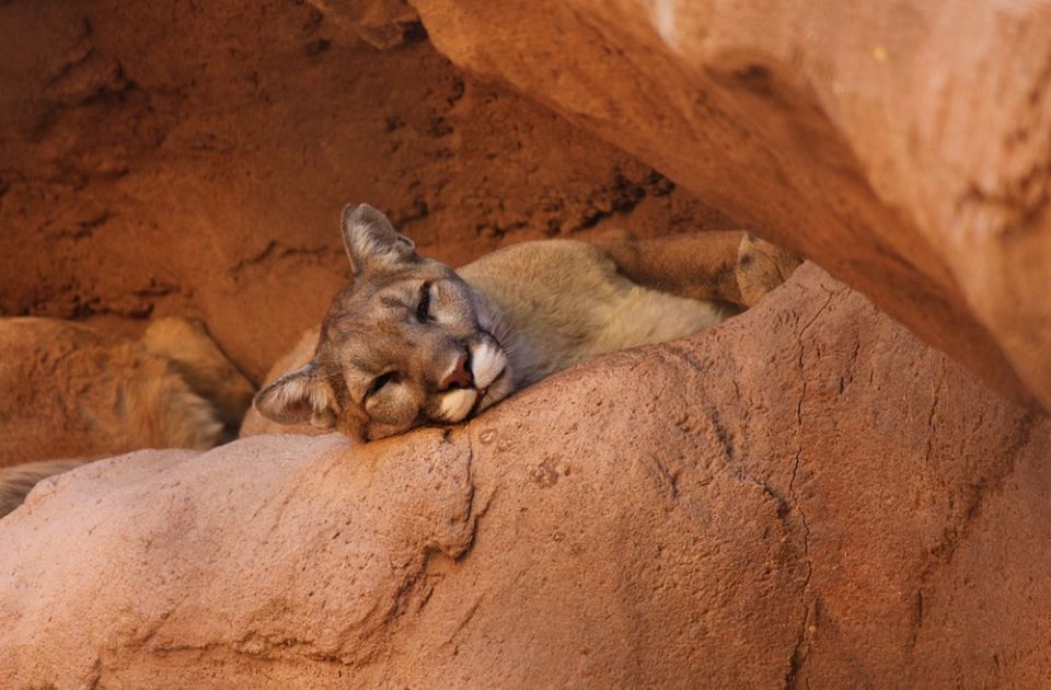 Ponovo viđena puma koja je smatrana izumrlom vrstom