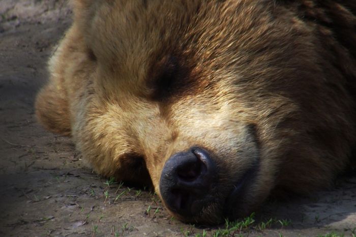 Medved upao u kuću, rasturio sobu i zaspao u ormanu