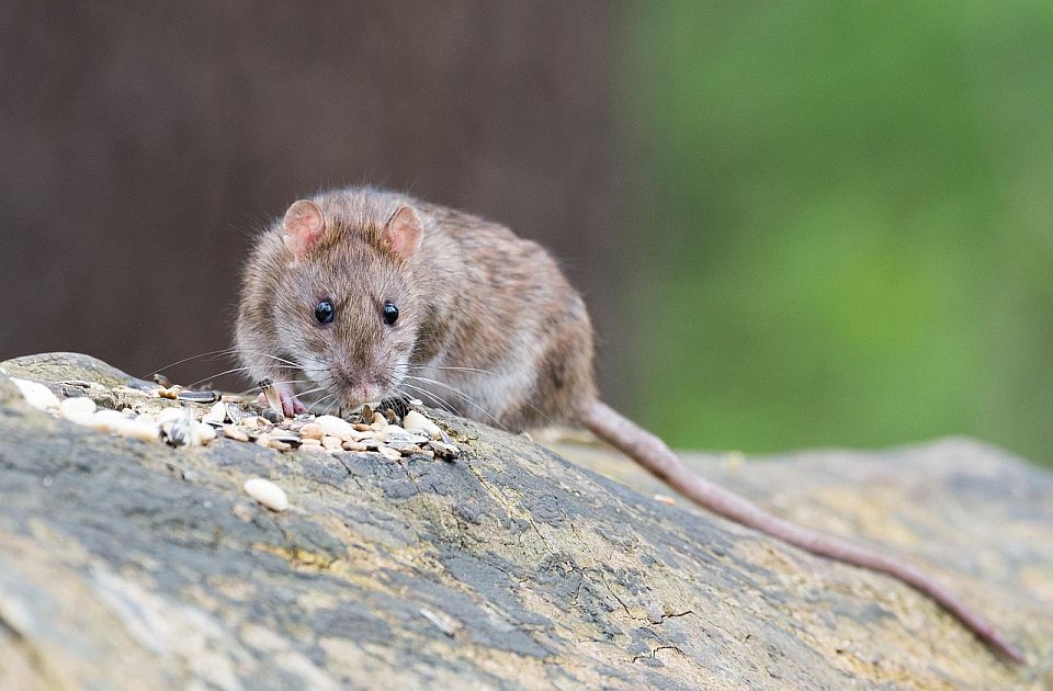 Sve više pacova u gradovima: Pretnja koja raste zbog klimatskih promena i smeća