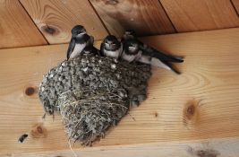 Svetski dan lastavica: Ptice koje imaju ogroman značaj za ljude