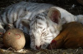 Neko je ostavio mladunče belog tigra u smeću u Atini