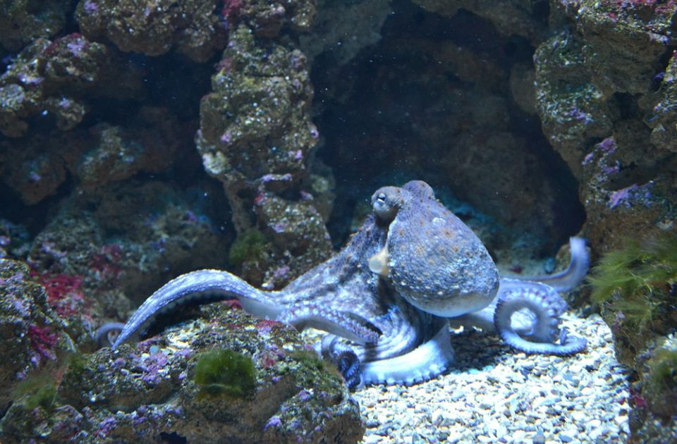 Iako su inteligentne i emotivne: Otvara se prva farma hobotnica za ljudsku ishranu