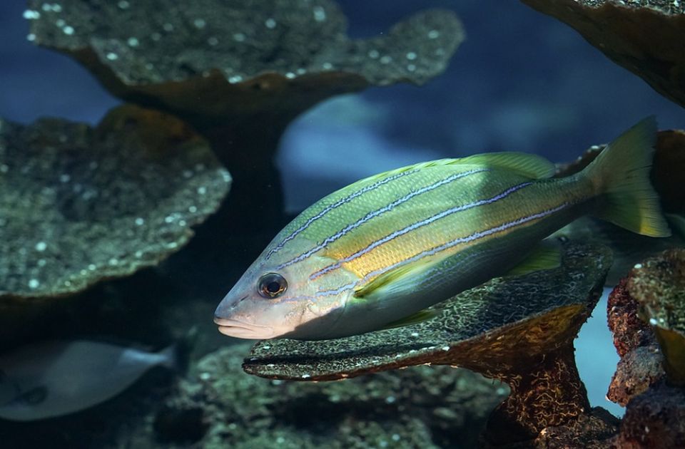 Još jedna posledica klimatskih promena: Masovno uginuće riba u Australiji