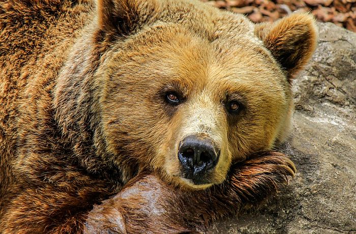 Medved ubio radnika zoo-parka u Šangaju