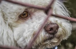 Nakon peticije od 40.000 potpisa: Ministarstvo će primiti udruženja za zaštitu životinja