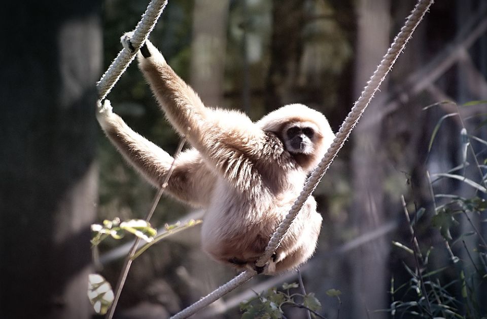 Ženka gibona bila sama u kavezu i zatrudnela - japanski zoo vrt rešio misteriju
