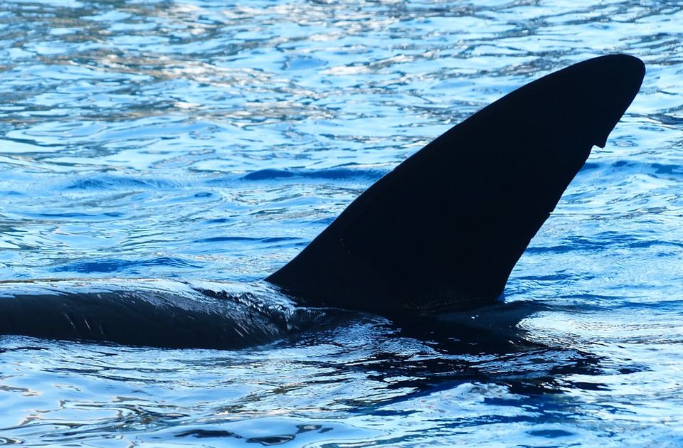 Kako žive kitovi ubice: Majke žrtvuju ceo život za sinove, hrane ih i brinu o njima do iznemoglosti