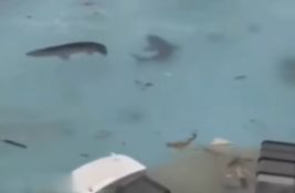 VIDEO: Lažni AI snimci ajkula na poplavljenim ulicama Jamajke šire se mrežama VIDEO: Lažni AI snimci ajkula na poplavljenim ulicama Jamajke šire se mrežama