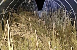 Policija zaplenila oko 200 kilograma marihuane kod Loznice: Uhapšen muškarac