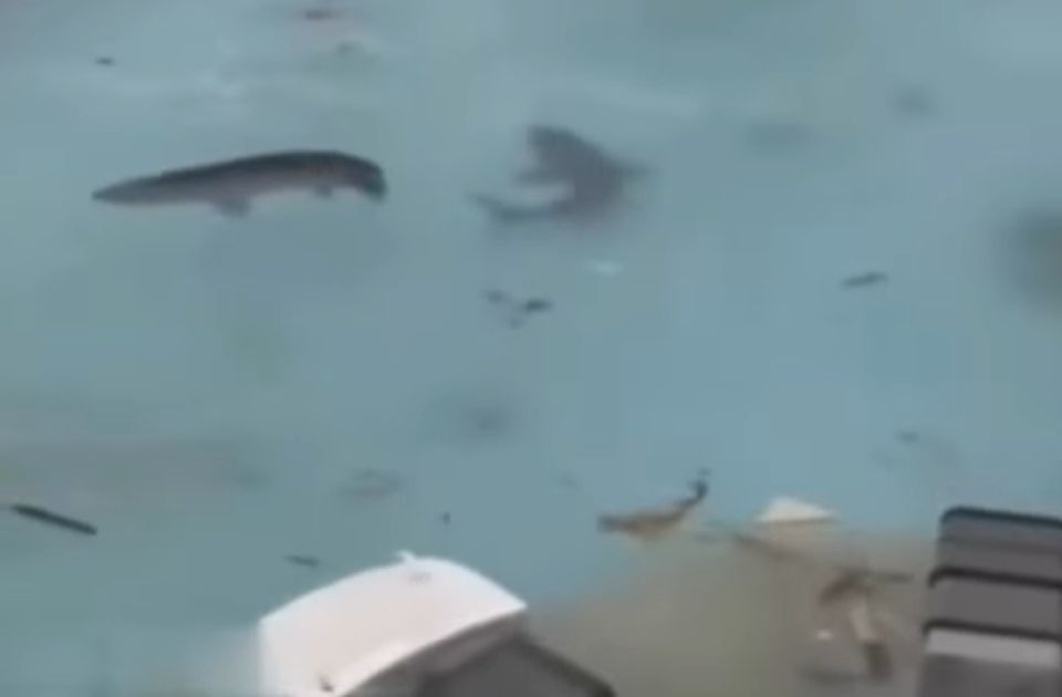 VIDEO: Lažni AI snimci ajkula na poplavljenim ulicama Jamajke šire se mrežama