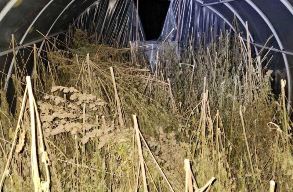Policija zaplenila oko 200 kilograma marihuane kod Loznice: Uhapšen muškarac