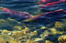 Kokain u jezerima i rekama utiče na ponašanje lososa