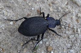 Nova vrsta insekta otkrivena u Srbiji - veliki ljubičasti trčuljak