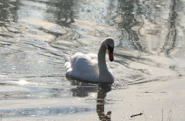 Sutra suvo i malo vedrije u Novom Sadu, vikend će biti lep