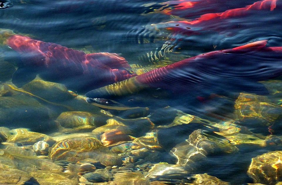 Kokain u jezerima i rekama utiče na ponašanje lososa