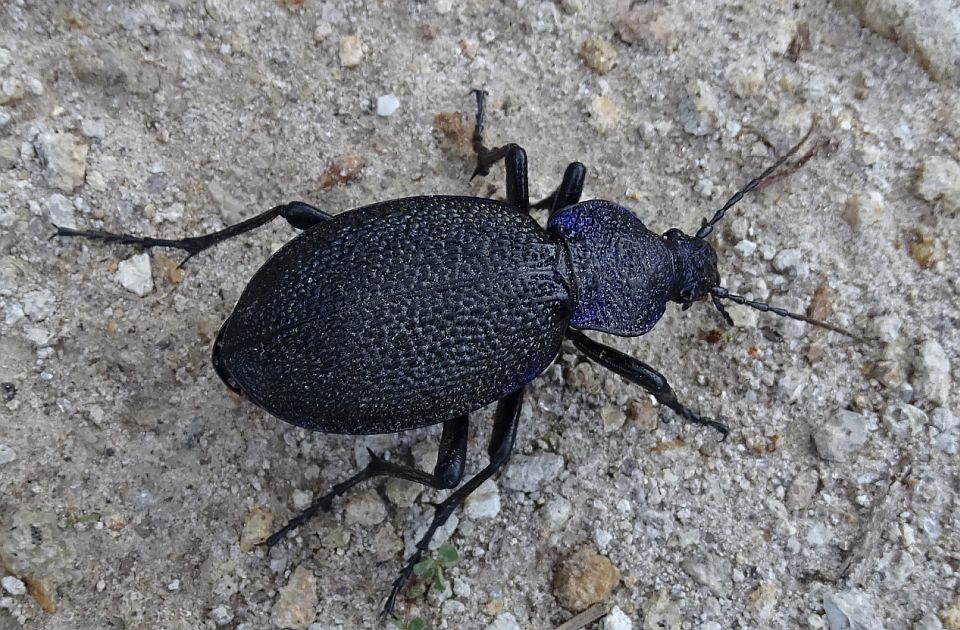 Nova vrsta insekta otkrivena u Srbiji - veliki ljubičasti trčuljak