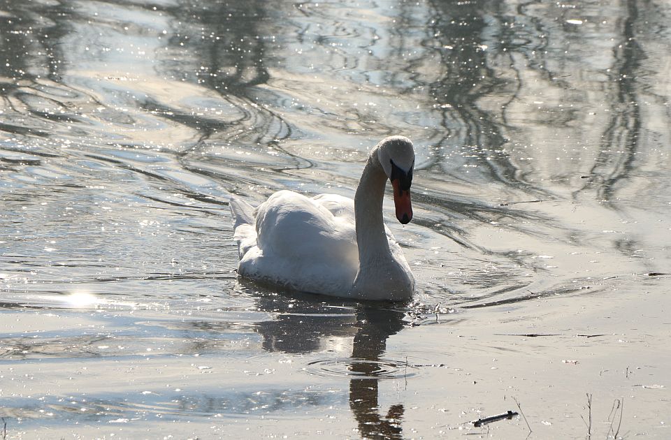 Sutra suvo i malo vedrije u Novom Sadu, vikend će biti lep