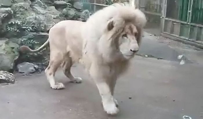 VIDEO: Lav se uplašio balona od sapunice