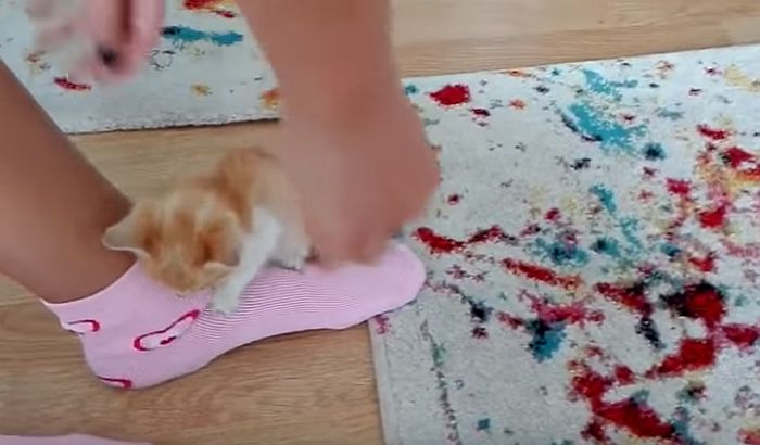 VIDEO: Mače koje može da spava samo na nečijem stopalu