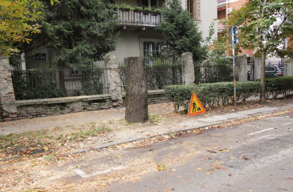 FOTO Jak vetar oborio veliku granu u Vase Stajića, "Zelenilo" uklonilo celo stablo jer je trulo