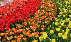 Holandiji Bregzit ugrožava najvažniju industriju - cveća