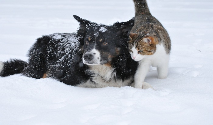Kako da zaštitite svog ljubimca tokom hladnih zimskih dana
