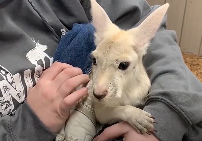 FOTO, VIDEO: Redak beli kengur rođen u zoo vrtu u Njujorku