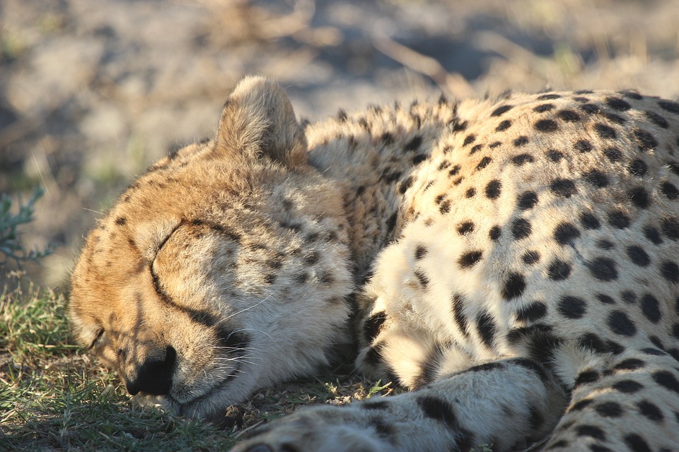 Tužna vest: Jedan od poslednjih azijskih geparda uginuo u Iranu 