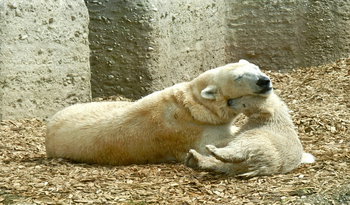 U zoo vrtu u Rusiji nema posetilaca, ali ima sve više mladunaca
