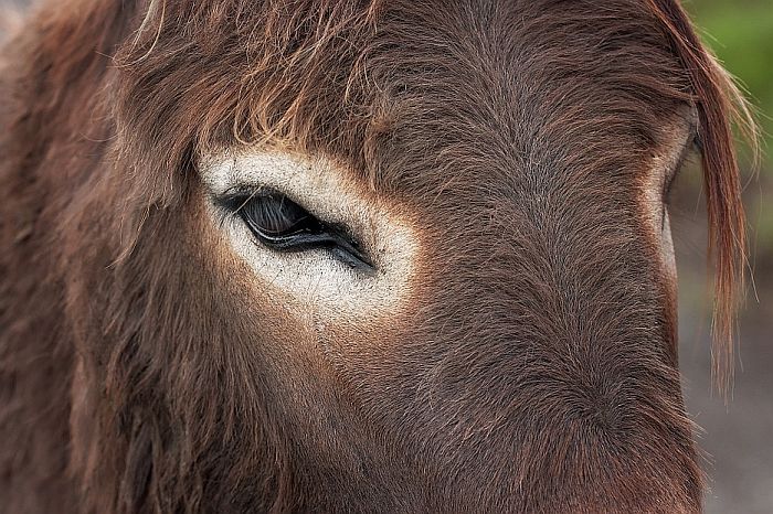 Hrvatska: Automobilom naleteo na krdo magaraca, stradalo šest životinja