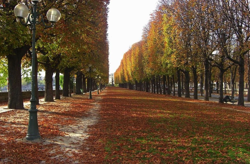 Pariz će posaditi 170.000 stabala kako bi poboljšao klimu u gradu