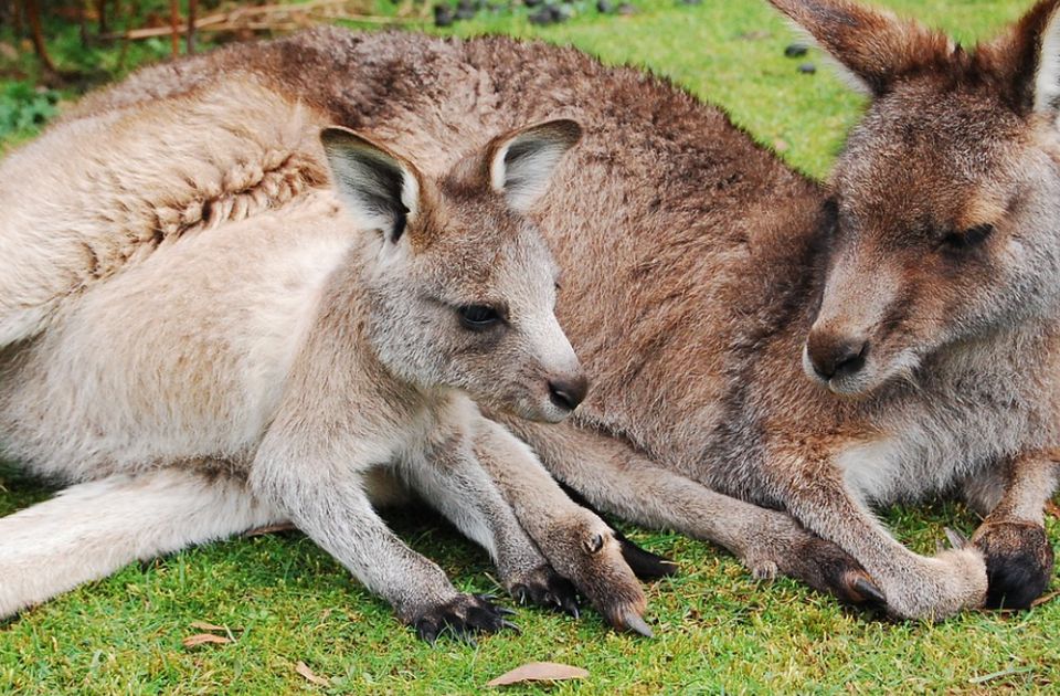 Podignuta optužnica protiv dvojice tinejdžera za ubistvo 14 kengura