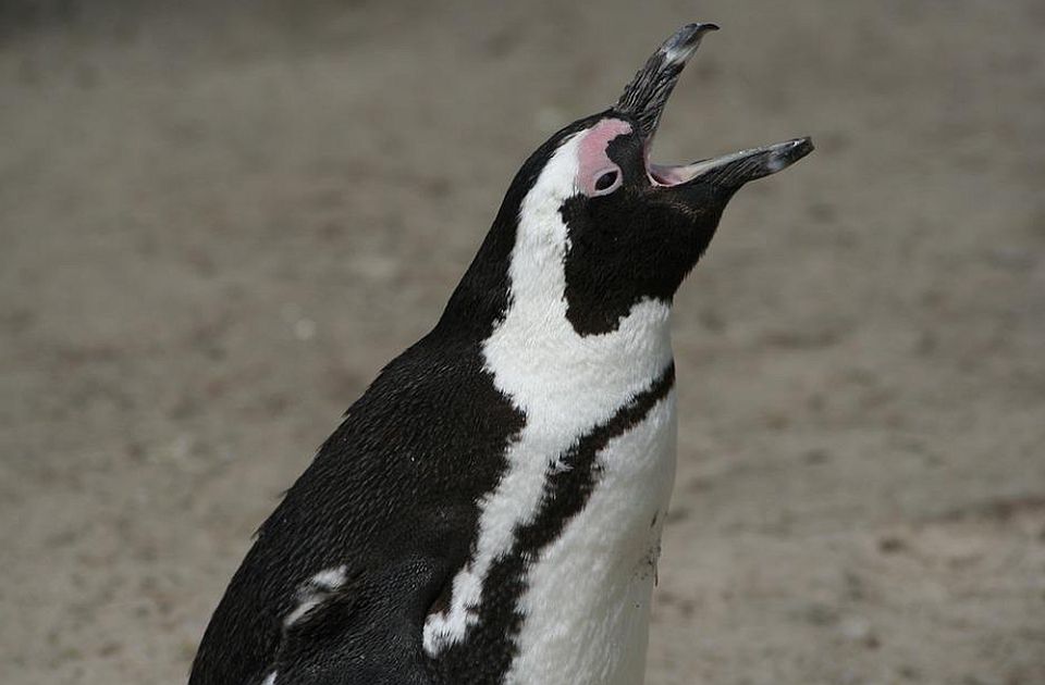 Baš ih briga za poskupljenja: Pingvini i vidre odbijaju da jedu jeftiniju ribu