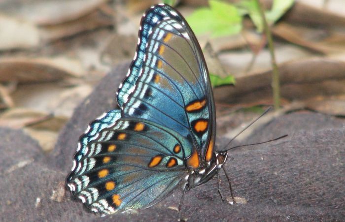 VIDEO: Mesecima čekali da gusenica postane leptir, čim su ga pustili pas ga pojeo
