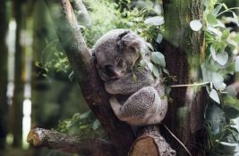 Koala u potaji jela sadnice eukaliptusa i napravila štetu veću od 3.000 evra
