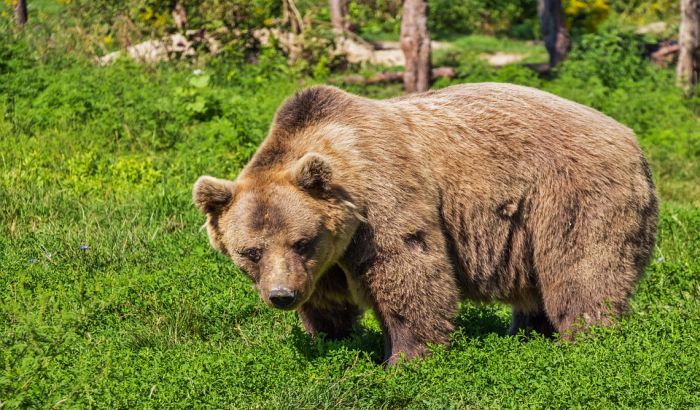 Medved napao staricu kod Ljubljane